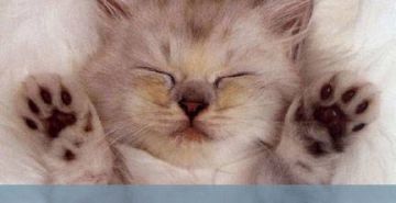 Храбрый котенок